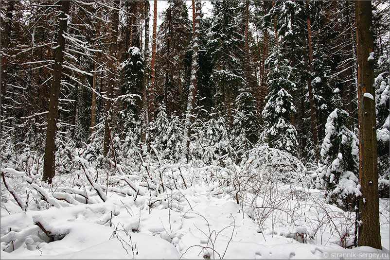 Москва река зима хвойный лес
