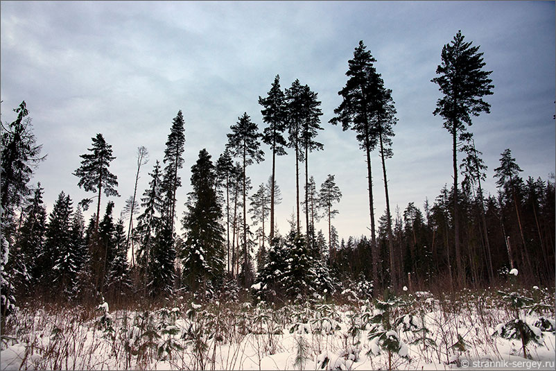 Москва река зима лес