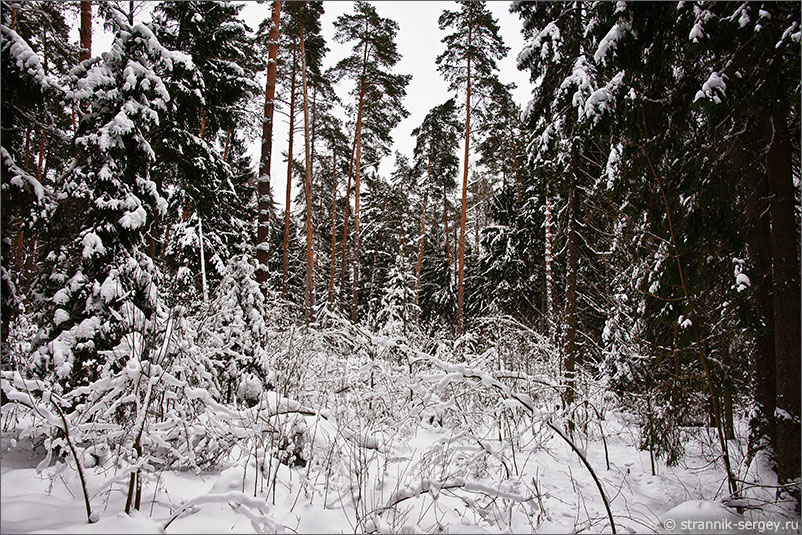Москва река зима лес