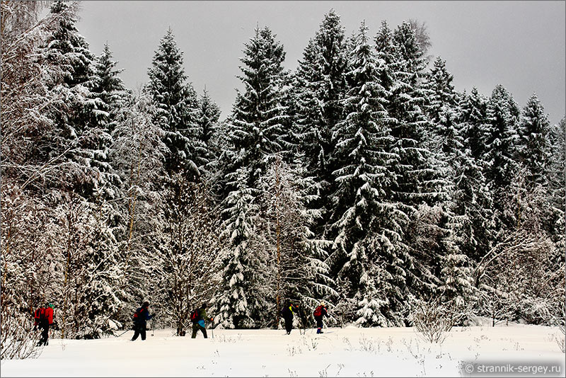Лыжный поход в зимнем лесу