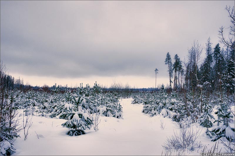 Фото Гжель Зимний лес