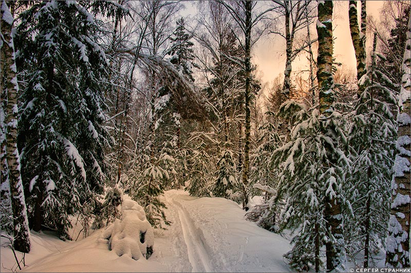Фото Гжель Закат зимнего дня в лесу