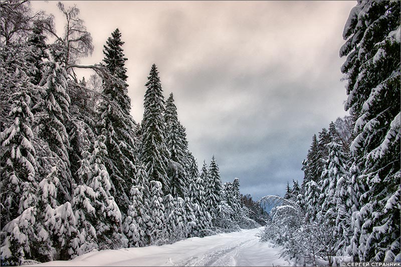 Фото Гжель Дорога в зимнем лесу