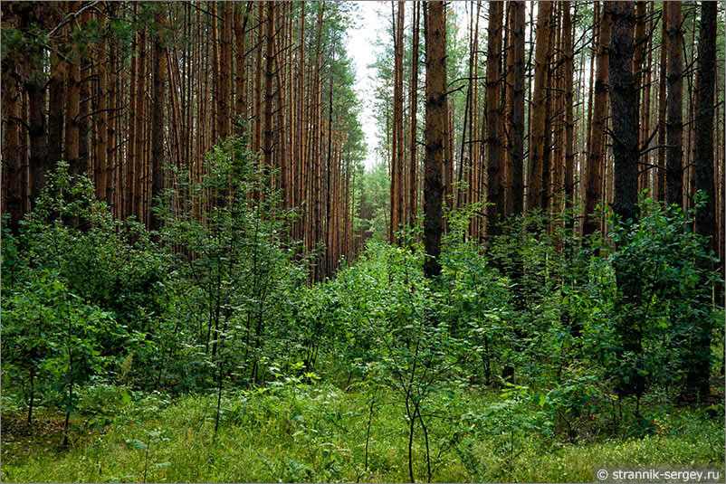 Леса Мещёры рядом с Клязьмой