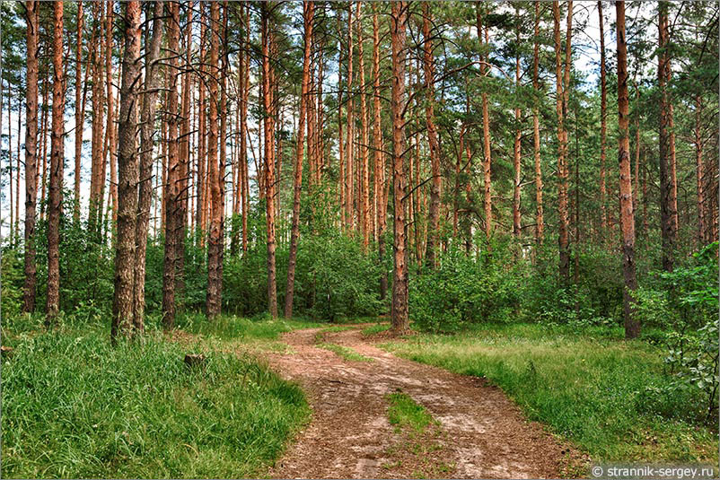 Леса Мещёры рядом с Клязьмой
