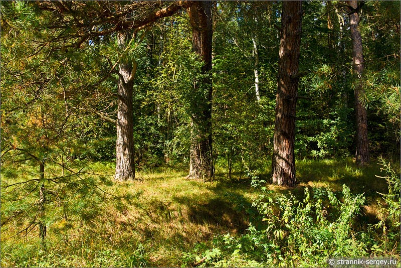 Лес Подмосковья