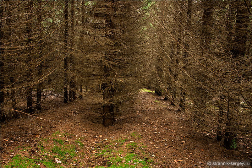 Осенний лес в Приокско-Террасном заповеднике