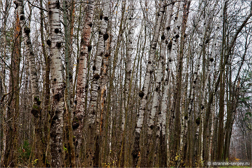 Осенний лес в Приокско-Террасном заповеднике