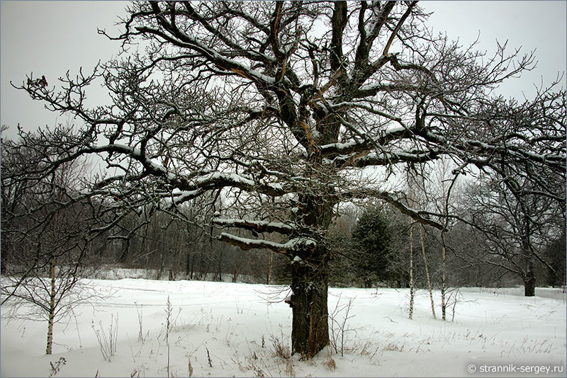 Зима деревья зимой