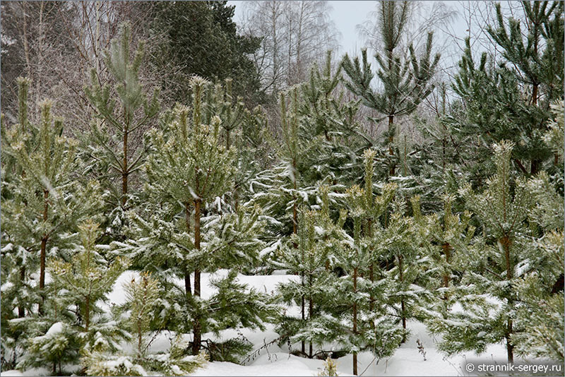 Зима зимний лес