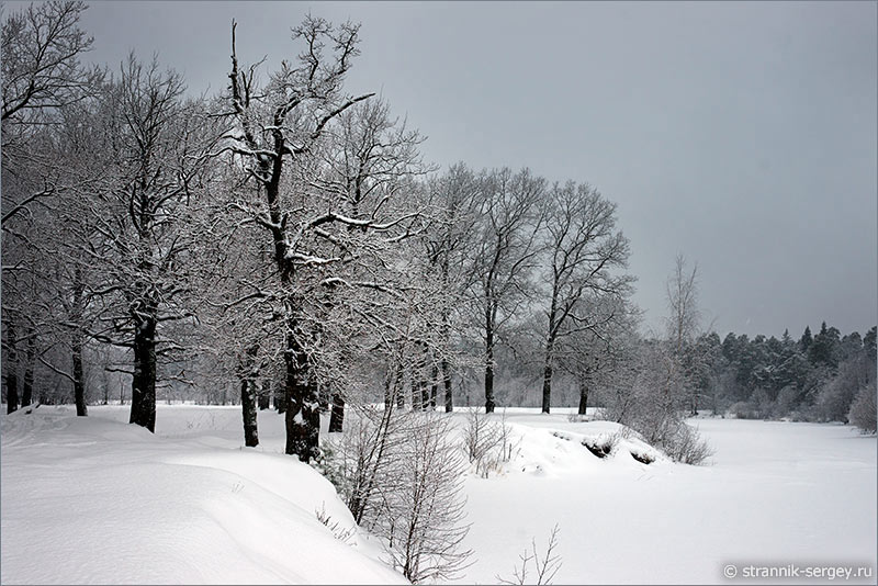 Зима Деревья зимой