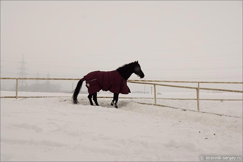 Зима лошадь