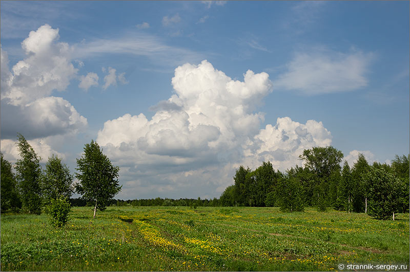 цветущее поле облака
