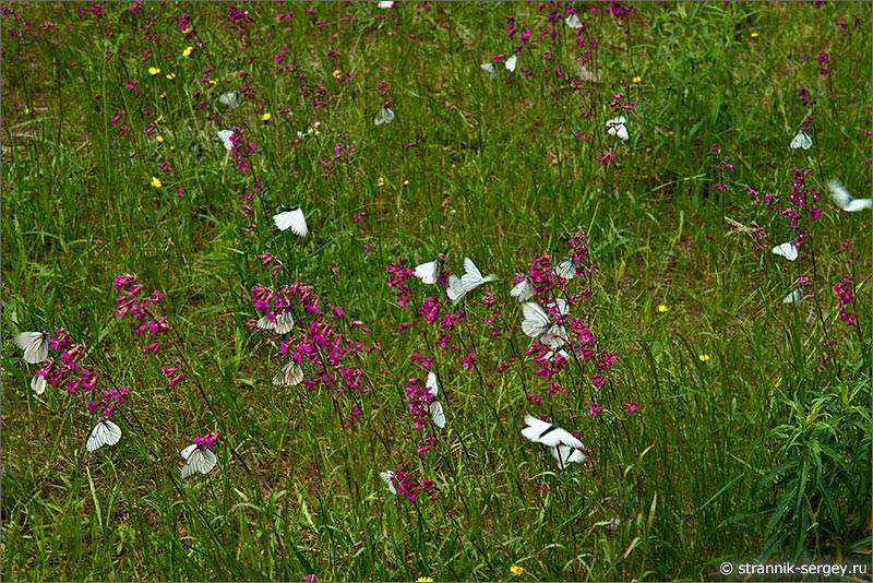 Лето — фото цветущий луг бабочки