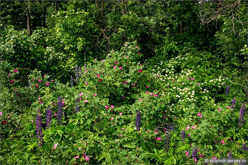 Лето — фото цветущий лес