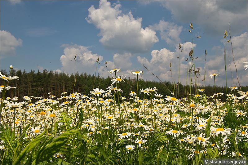 Лето — фото нивяник луговой