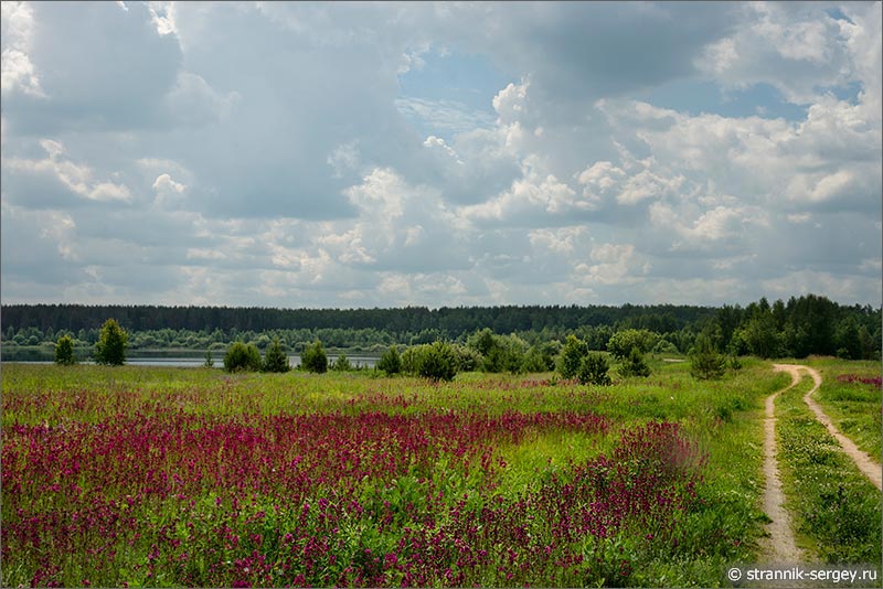 Лето — фото озеро дорога луг полевые цветы