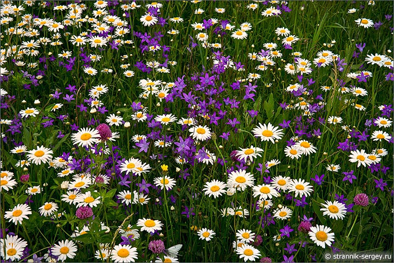 Лето — фото полевые цветы Подмосковья