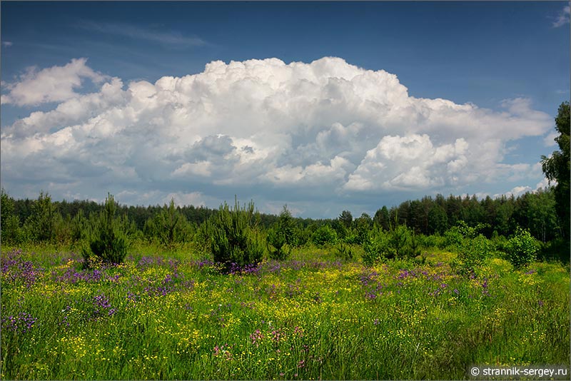 Лето — фото лесная поляна цветы облака