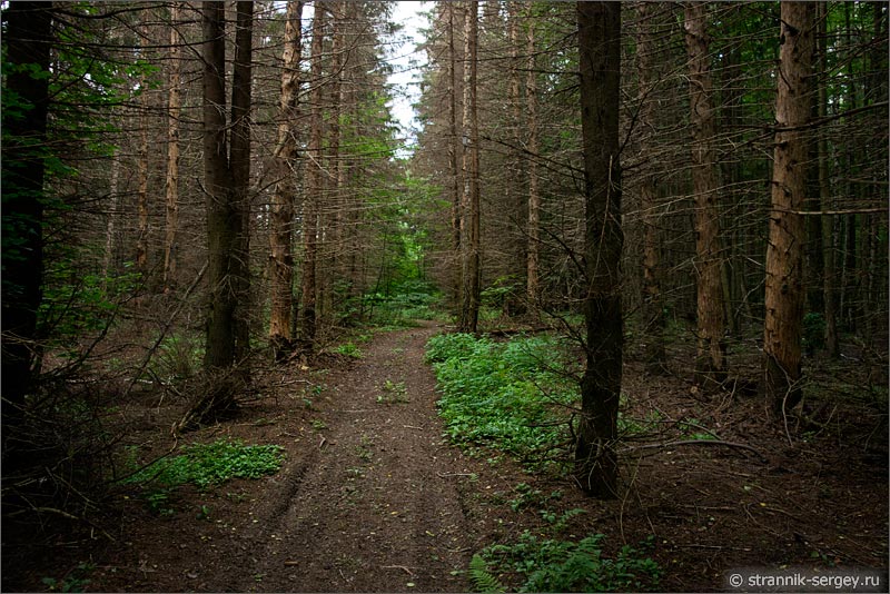 Лесная дорога еловый лес