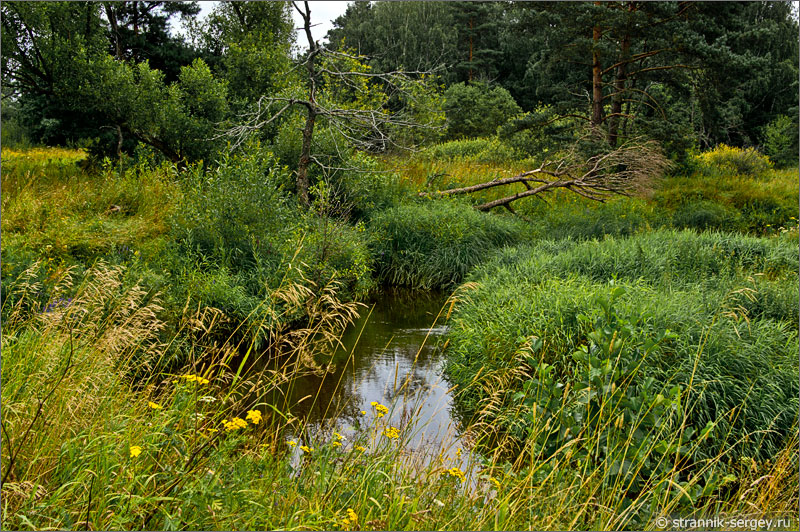 Маленькая река Шередарь среди на границе леса