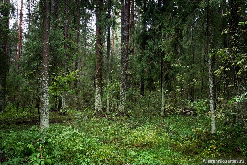 Еловый лес