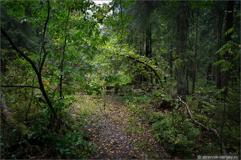 лес лесная дорога