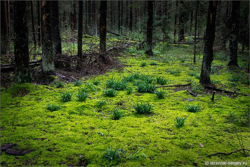 глухой заколдованный лес мох