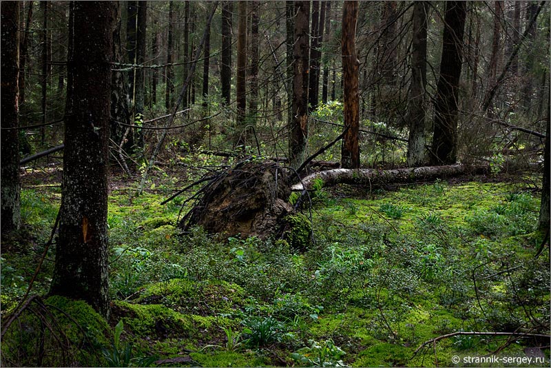 лес вываленное с корнем дерево