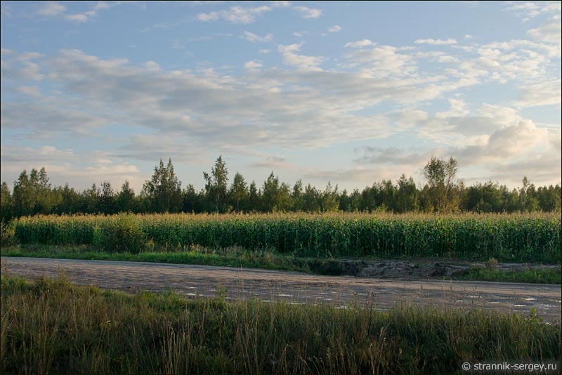 осушенно болото поля кукуруза