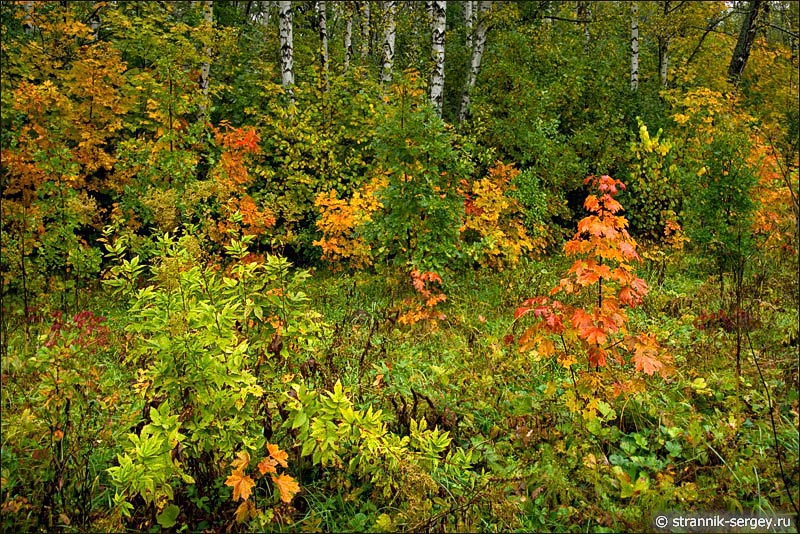 Заповедный лес Золотая осень в лесу