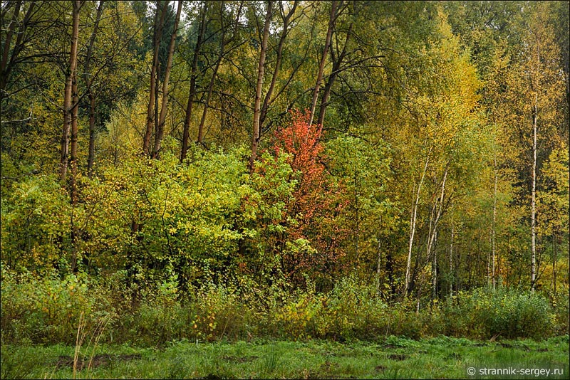 Осень в заповедном лесу