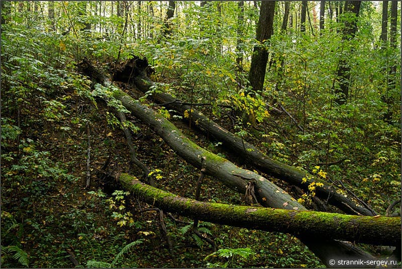 Первобытный лес Широколиственный лес Поваленные деревья