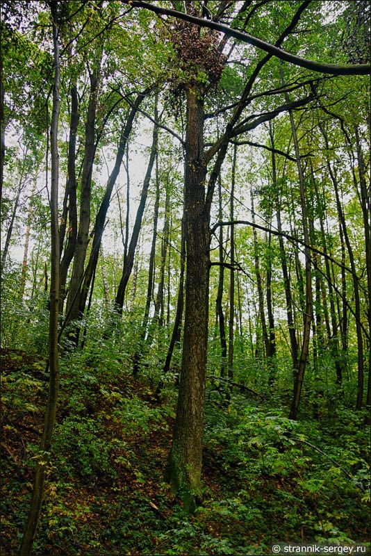Широколиственный лес Дуб