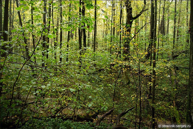 Заповедный лес - Широколиственный лес
