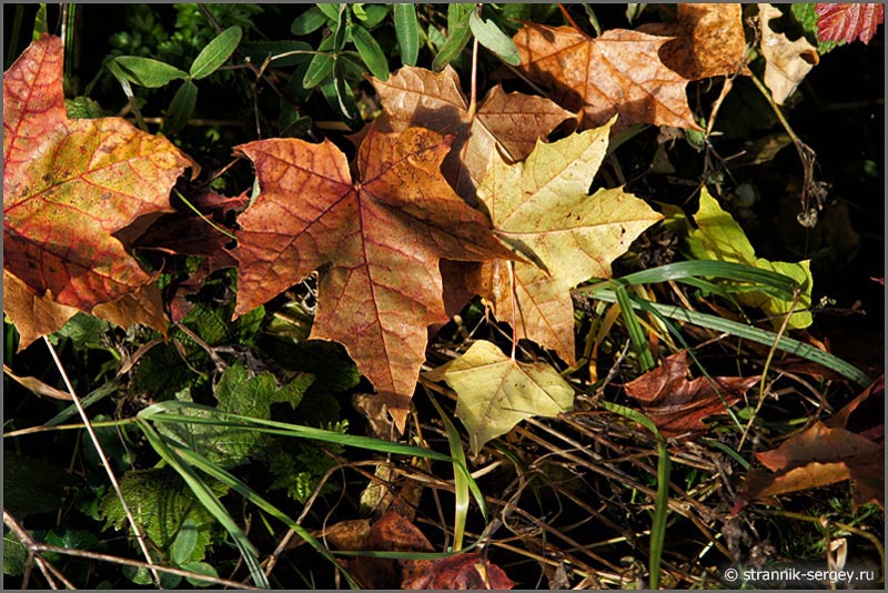 Осенняя природа Осень лес опавший клен