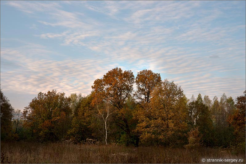 Осенняя природа Осень утро Дубовая роща
