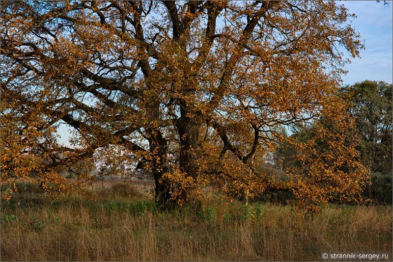 Осенняя природа Золотой дуб