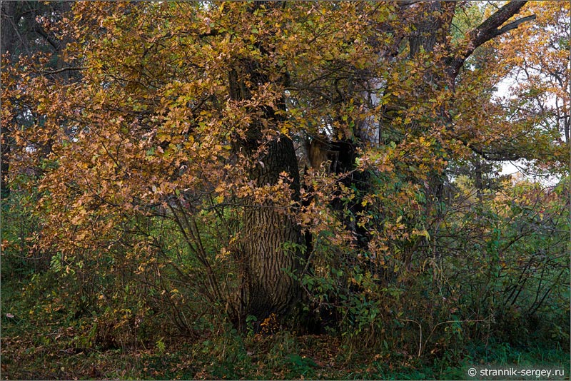 Осенняя природа Медный дуб