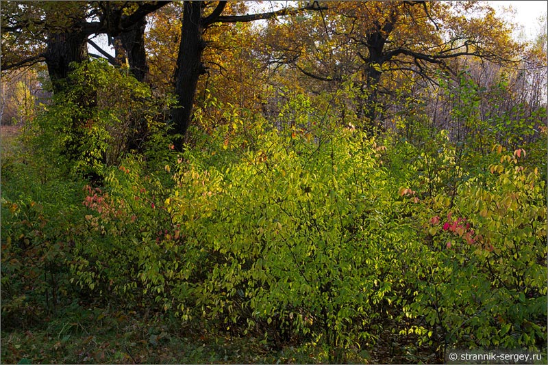 Осенняя природа Осень Бересклет