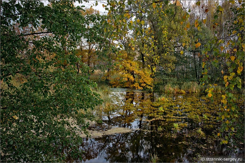 Осень лесное озеро 