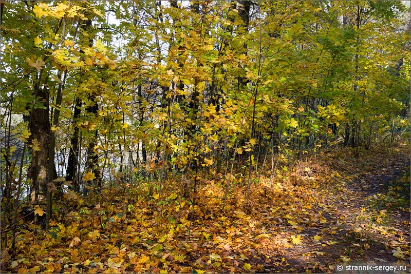 Осенняя природа Осень лес клены