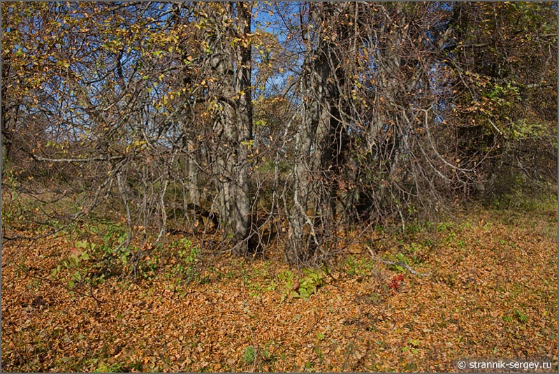 Осенняя природа Осень липовый лес опавшая липа