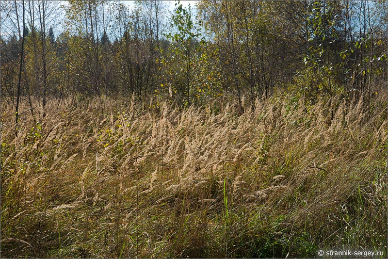 Осенняя природа Осень трава луга