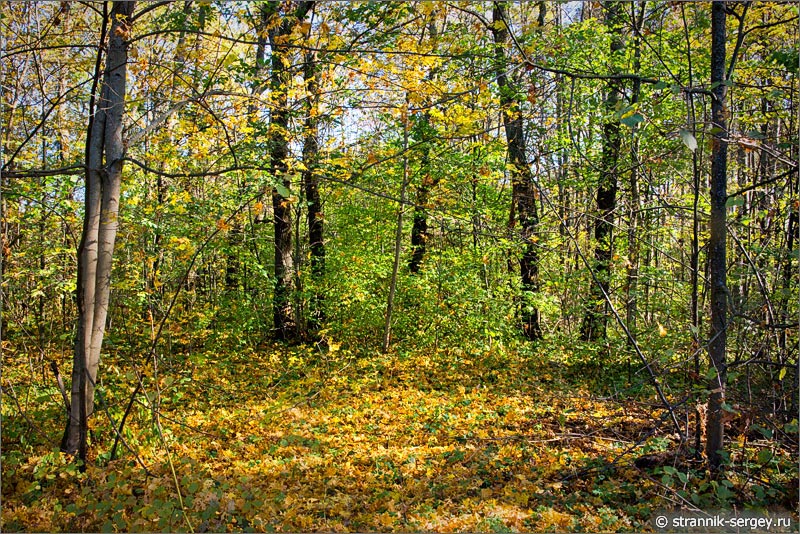 Осенняя природа Лес Осенний лес Опавшая листва