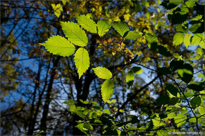 Осенняя природа Лес листья вяза