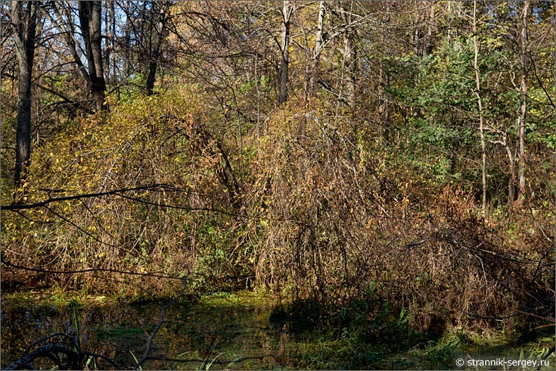Осенняя природа Осенний лес болото