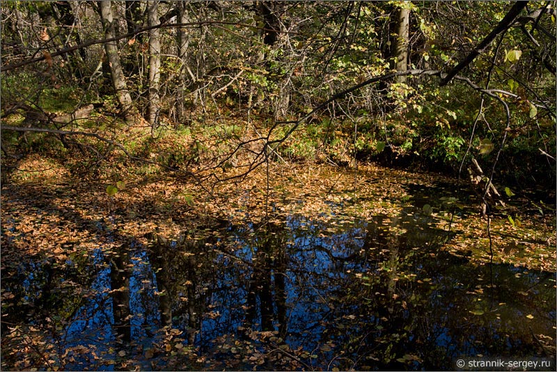 Осенняя природа Осень лесное озеро 