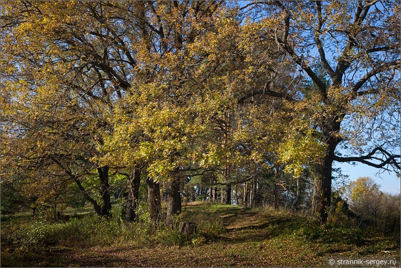 Осенняя природа Осень Дубовая роща