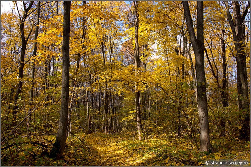 Лесостепь Осенний лес